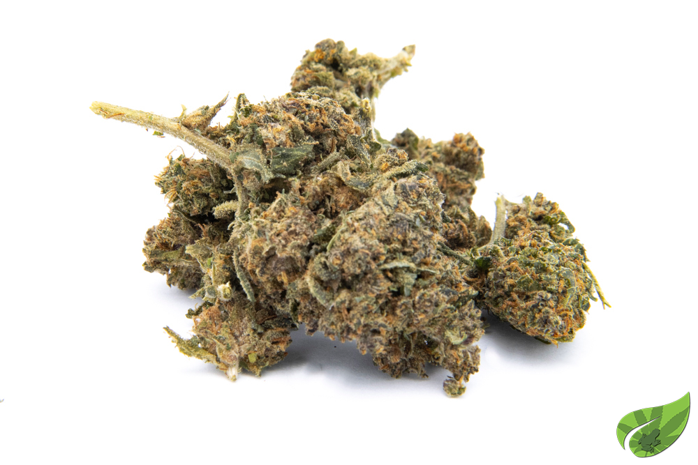 GIRL SCOOT COOKIE THV-N10