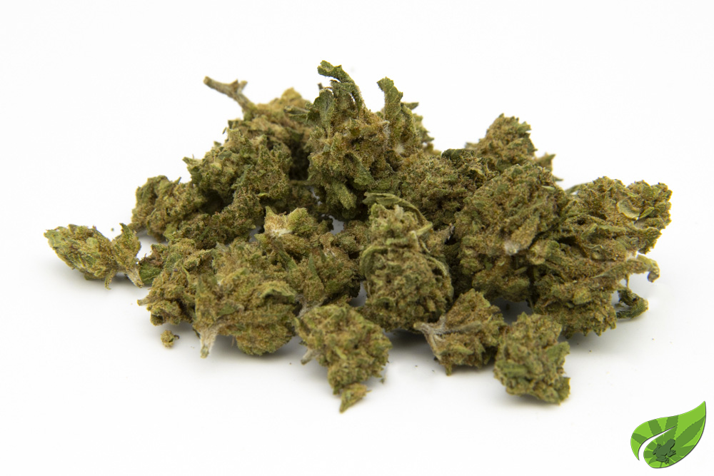 SMALL WHITE DAWG