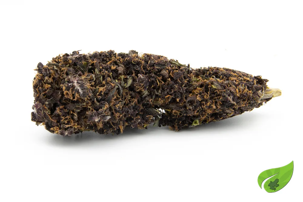 PURPLE GOLD